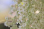 20140914イタドリの花　イタドリ	虎杖（雌花）	Fallopia japonica	7～10月